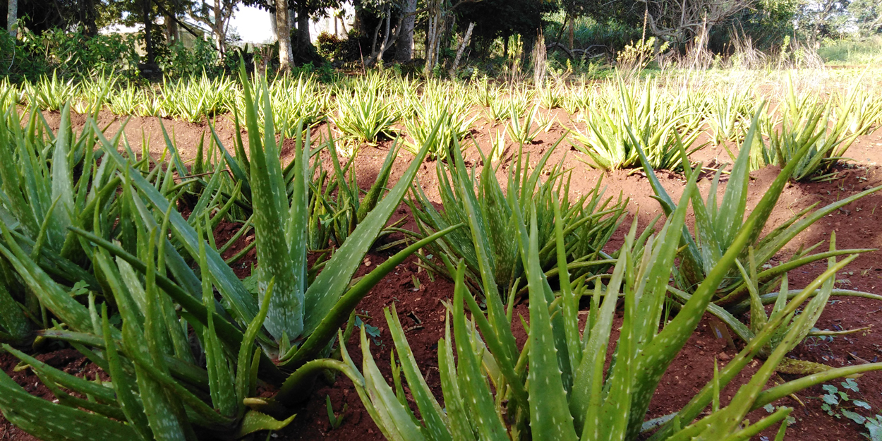Congreso Científico
