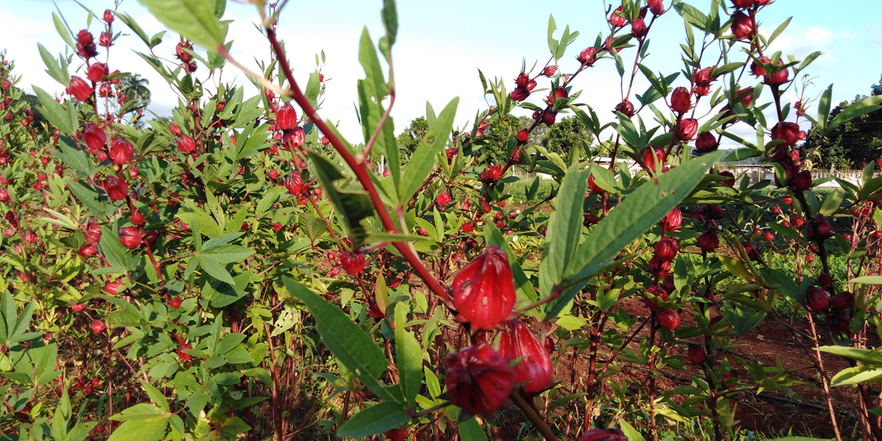 Congreso Científico
