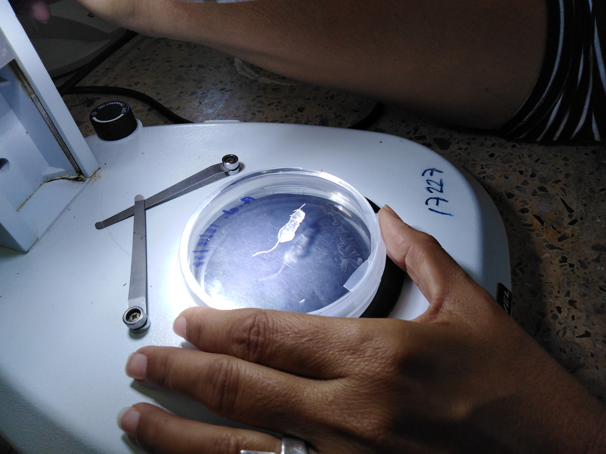 Congreso Científico