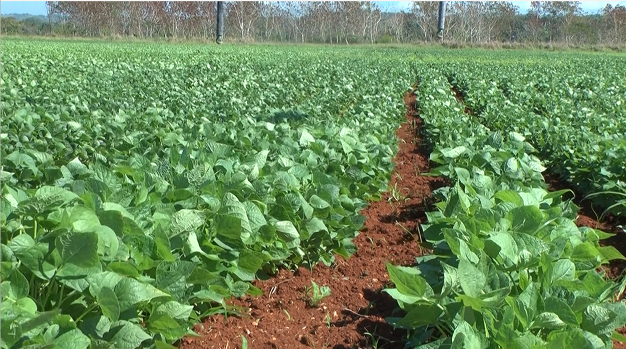 Congreso Científico